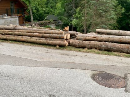 Bild 4:Fichte Stämme 5 m