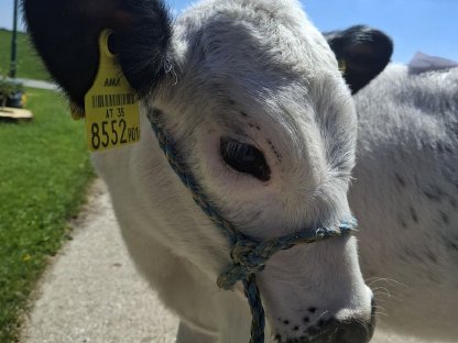 Holstein  kälber