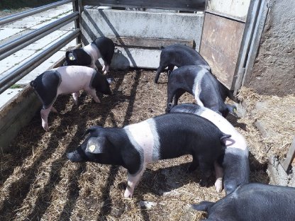 Bild 2:Bio-Ferkel