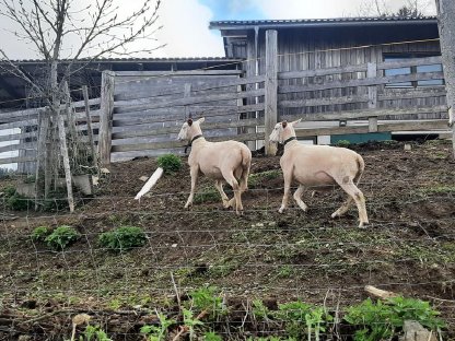 Bild 4:Schafwidder Berrichon du Cher