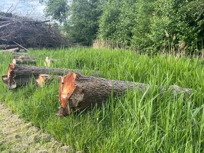 Bild 2:Erlen-Rundholz