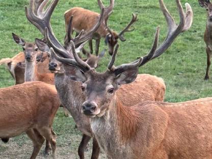 Bild 3:Rothirsch Zuchthirsche