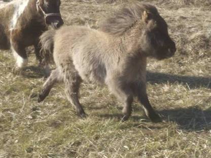 Bild 3:Minishetty Hengstfohlen