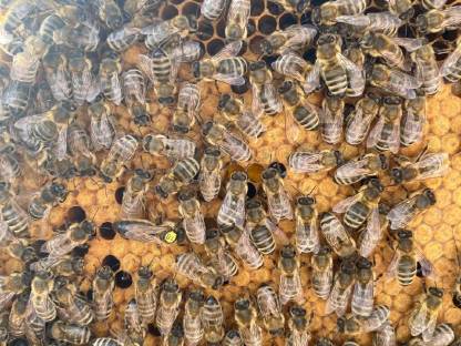 Carnica Bienenvolk/Ablegervolk aus 2025 mit F1 Königin