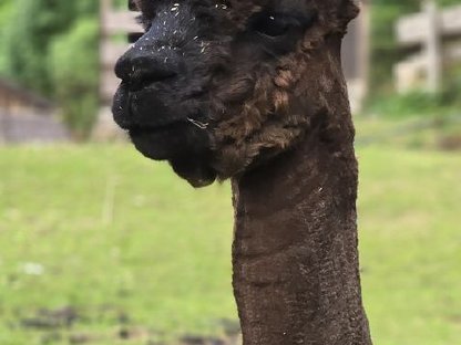 Bild 3:Alpaka Deckhengst