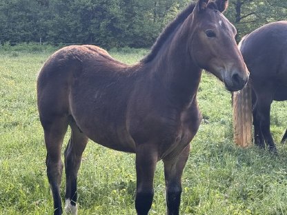 Bild 5:Norikerhengstfohlen