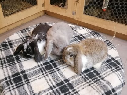 Zwergkaninchen Zwergwidder