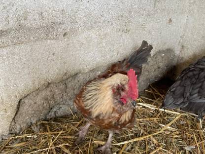 Bild 2:Reinrassiger Gelb-Schwarz Gesäumter Orpingtonhahn