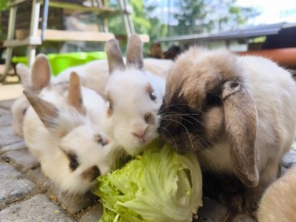 Kaninchen
