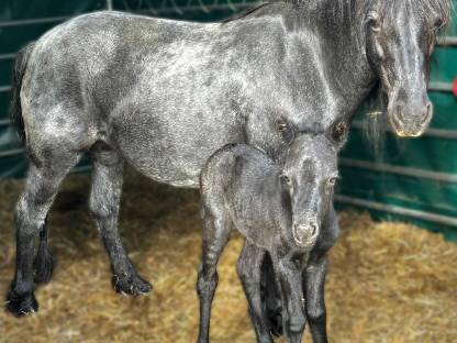 Dartmoor Ponyfohlen zu verkaufen