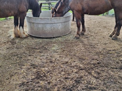 Bild 2:Gemütliche, gepflegte Einstellplätze frei