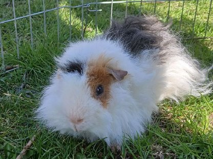 Bild 2:Meerschweinchen