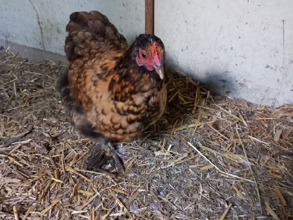 Bild 3:Zwerg-Cochin Gruppe