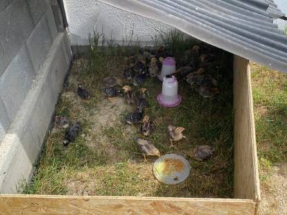 Bild 2:Junghühner der Rasse Bielefelder Kennhühner, Hennen und Hahn