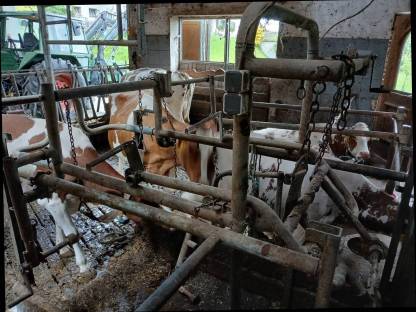 Bild 4:Klauenpflegestand