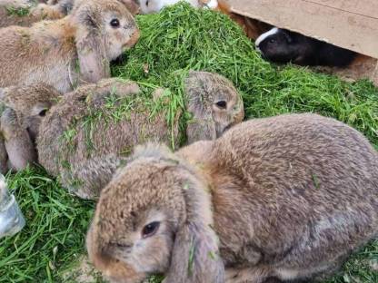 Bild 3:Wunderschöne Deutsche Widder suchen neuen Möhrchengeber