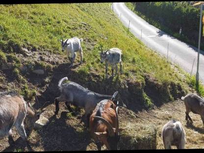 Bild 6:Pinzgauer Blobe Bockkitze Mischung bio