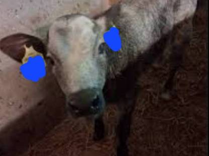 BIO Stierkalb BVxWBB