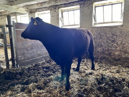 Bio Angus Stier zu verkaufen