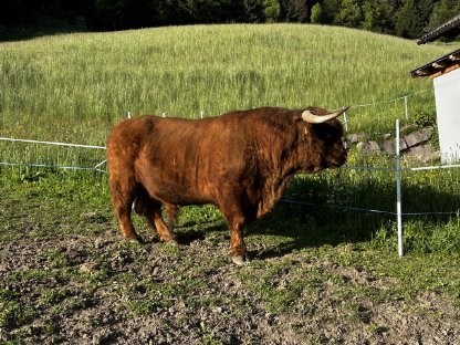 Stier Cäser mit Herdenbuch