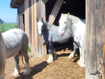 Landwirtschaft, Bauernhof, Offenstall