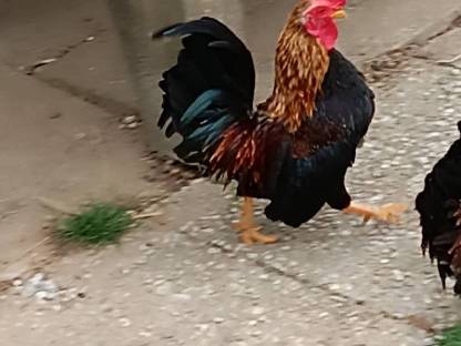 Serama Hahn