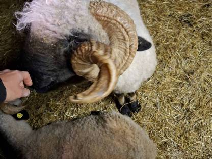 Walliser Schwarznasen Widder