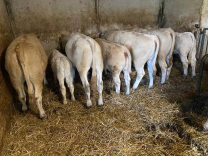 Waldviertler-Fleisch-Blondvieh - Bio-Zuchtkalbinnen
