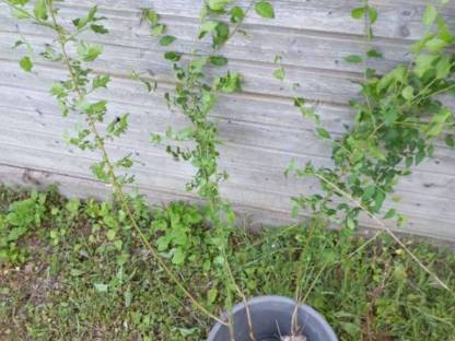 Mirabellenbäume