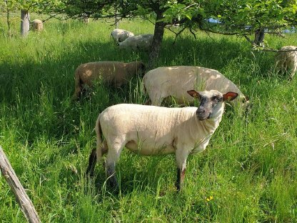 Weibliche Shropshire - Zuchttiere