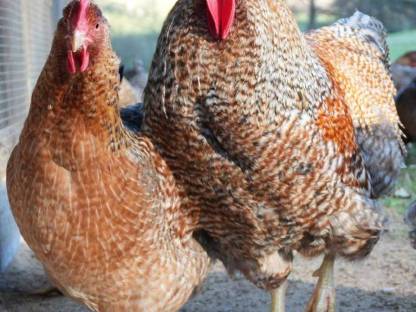 Bild 3:Bruteier Bielefelder Kennhuhn