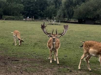 Bild 8:Hochkapitales Damwild zur Zucht