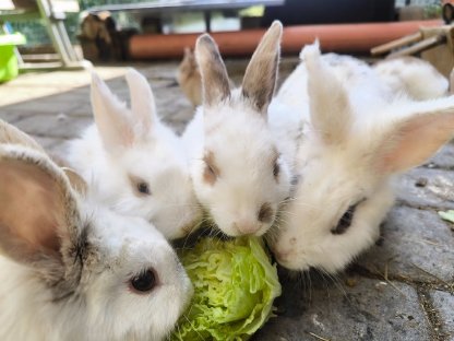 Bild 4:Kaninchenbabys und Erwachsene