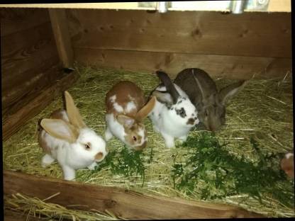 Bild 4:Verkaufe Kaninchen