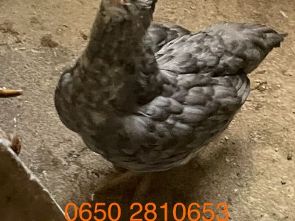 Ameraucana/ Blumenhuhn Hahn