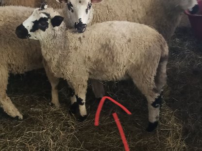 Jungwidder Bio 2 Stk.