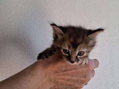 Babykatze