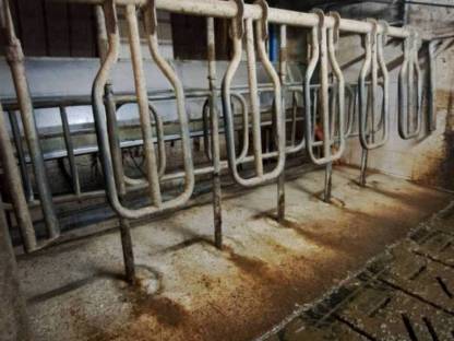 6er DeLaval Melkstand