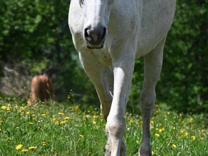 Warmblutstute