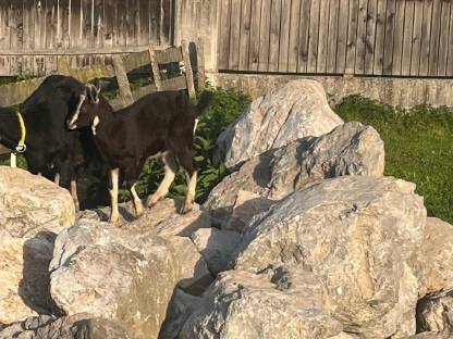 Pinzgauer Strahlenziege Bock Kitz