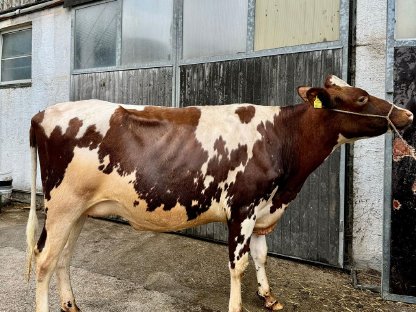 Bild 3:Holstein Kuh und RF Kalbinnen