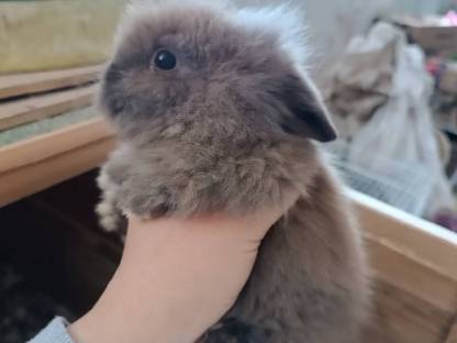 Hasenbabys