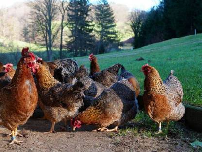 Bild 2:Bruteier Bielefelder Kennhuhn