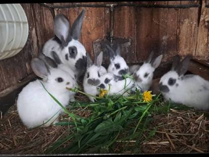 Hasen, Fleischhasen