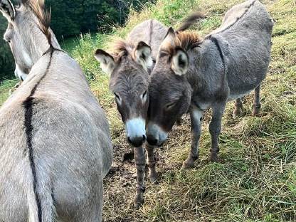 Verkaufe Eselfohlen Weibchen