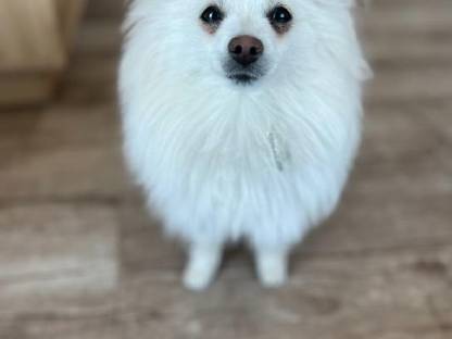 Bild 4:Zwergspitz Welpen