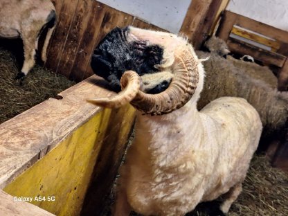 Bild 2:Walliser Schwarznasenschaf