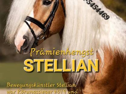 Deckanzeige Haflinger
