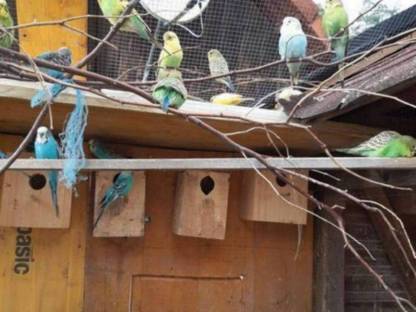 Bild 2:Wellensittiche