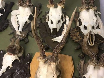 Bild 3:Krickerl, Geweihe, Jagdtrophäen, Reh, Gams, Wildschwein